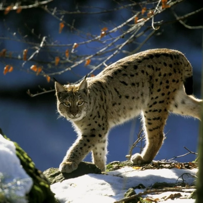 Le lynx est-il présent dans les Pyrénées ?